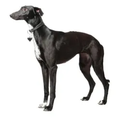 Whippet