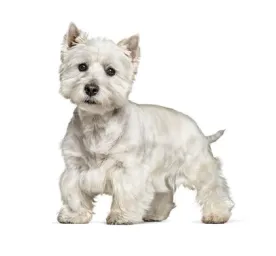 West Highland White Terrier