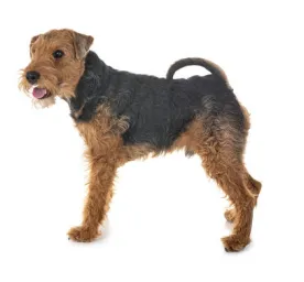 Welsh Terrier