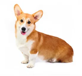Welsh Corgi (Pembroke)