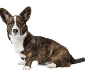 Welsh Corgi (Cardigan) (Medium/long coat)
