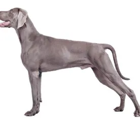 Weimaraner (Short/smooth coat)