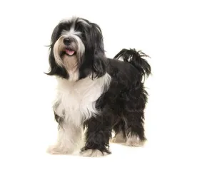 Tibetan Terrier