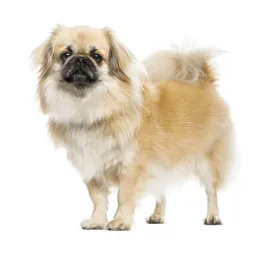 Tibetan Spaniel
