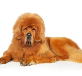 Tibetan Mastiff