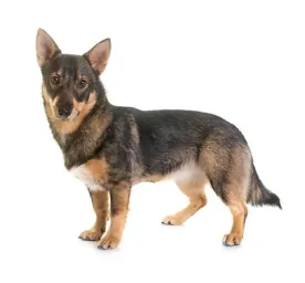 Swedish Vallhund