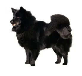 Swedish Lapphund
