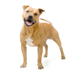 Staffordshire Bull Terrier