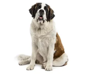 St Bernard (Medium/long coat)