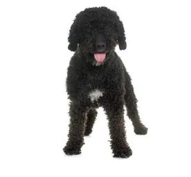 Spanish Water Dog