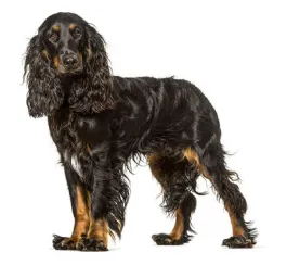Field Spaniel