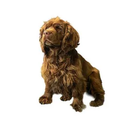 Sussex Spaniel