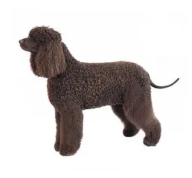 irish water spaniel