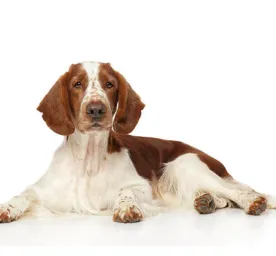 Welsh Springer Spaniel