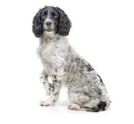 English Springer Spaniel