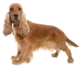 Cocker Spaniel (English)