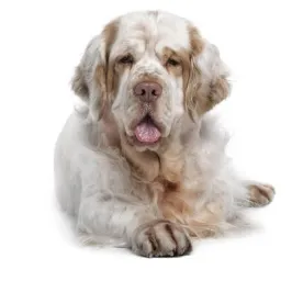 Clumber Spaniel