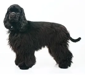 American Cocker Spaniel