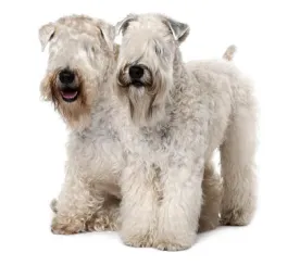 Soft Coated Wheaten Terrier
