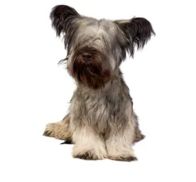 Skye Terrier