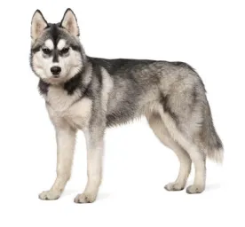 Siberian Husky