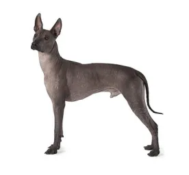 Mexican Hairless (Medium)