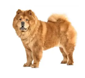 Chow Chow (Smooth)