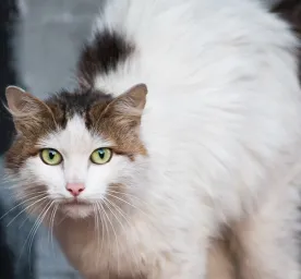Berikut Tanda Kucing Stress yang Perlu Diwaspadai