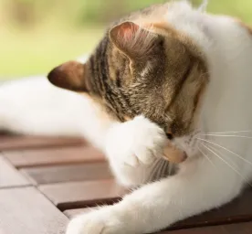 Cara Mengobati Kucing Jamuran