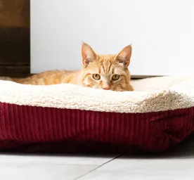 4 Cara Membantu Kucing Melahirkan di Rumah