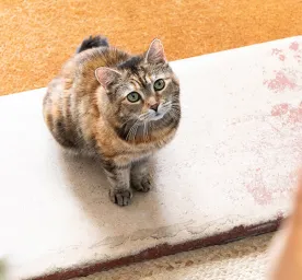 Hati-hati, Ini 4 Makanan untuk Kucing yang Perlu Dihindari!