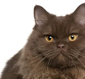 Cara Merawat Rambut Kucing