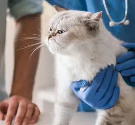 Kucing Cacingan Warna Putih: Apa yang Harus PetLovers Lakukan?