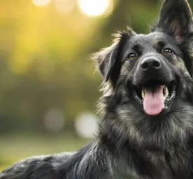 Makanan untuk Anjing dengan Pencernaan Sensitif