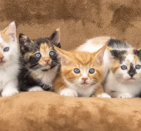 Jenis-jenis Kucing dan Cara Perawatannya