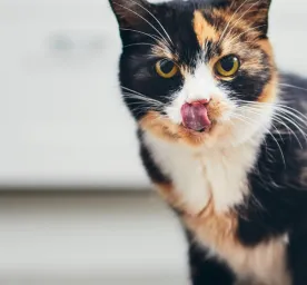 Jenis Produk dan Harga Makanan Kucing Pro Plan Wet yang Perlu PetLovers Ketahui
