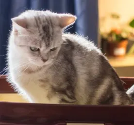 Cara Mencegah Infeksi Saluran Kemih pada Kucing? Cek 4 Hal Berikut!