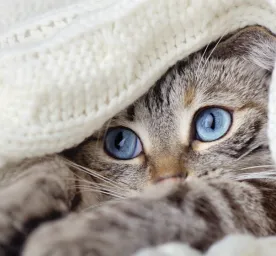 Beberapa Hal yang Harus Diperhatikan Saat Merawat Anak Kucing