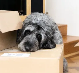Jenis-jenis Anjing dan Cara Perawatannya