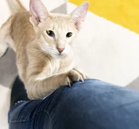 Memahami Tingkah Laku Kucing