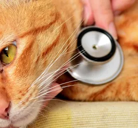 Kenali 10 Penyakit Kulit Kucing yang Perlu Diwaspadai