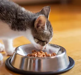 Makanan Kucing Kecil dan Nutrisi yang Dibutuhkannya