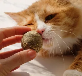 Manfaat Catnip untuk Kucing yang Bisa Membuat Ketagihan
