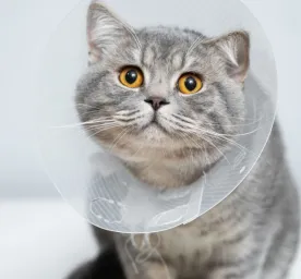 Segala Hal yang Harus Anda Ketahui Tentang Penyakit FIP pada Kucing