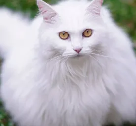 Panduan komprehensif merawat kucing anggora agar tetap sehat dan bahagia