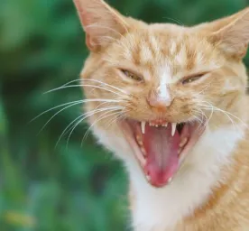 Apa Penyebab Kucing Rabies Waspadai Gejala dan Cara Pencegahannya