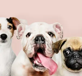 15 Fakta Tentang Anjing yang Menarik untuk Diketahui