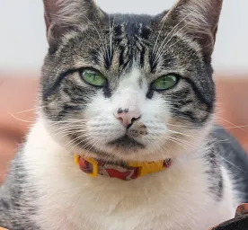 15 Nama Kucing Jantan dan Artinya