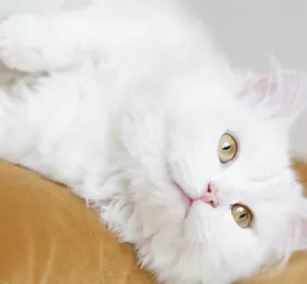 15 Rekomendasi Nama Kucing Putih