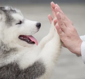 7 Daftar Anjing Terpintar di Dunia yang Bikin Kagum